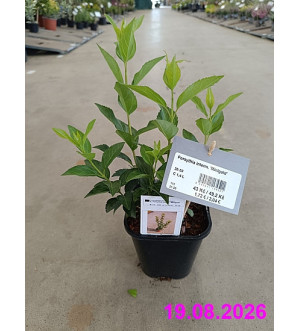 Forsythia interm. 'Minigold' C 1,4 L